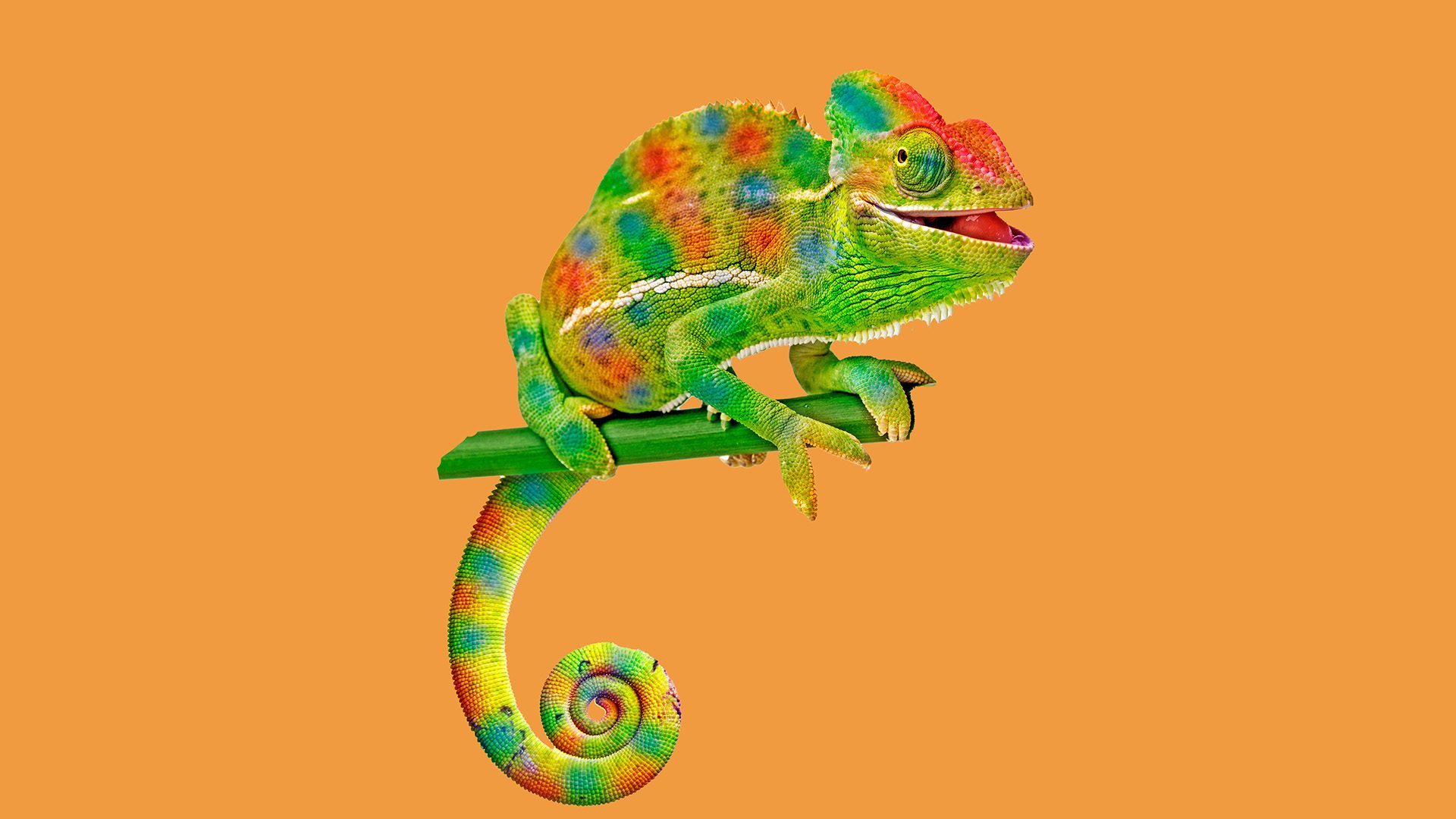 Ein Chamäleon in bunten Farben