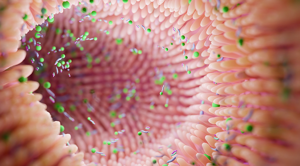 3D-Visualisierung eines Darmmikrobioms